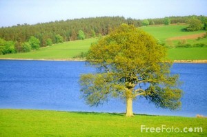 15_19_15-Tree_web-300x199