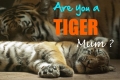 Why a tiger mom isn't going to work in the office