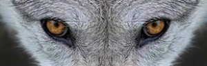 The